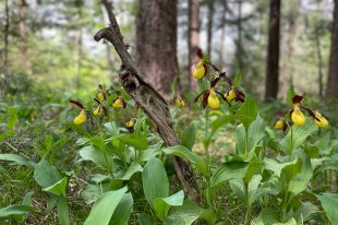 naturparkregion_reutte_frauenschuhbluete.jpg