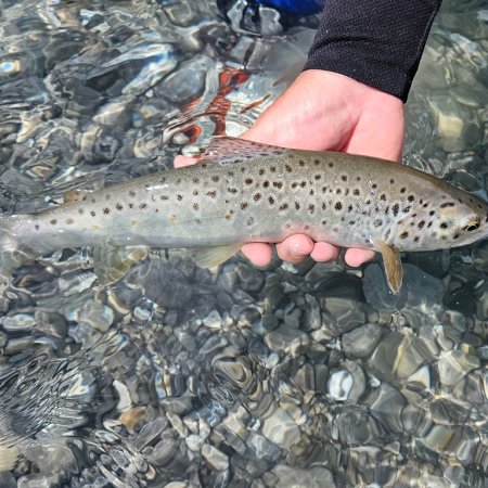 Hotel Krone Tirol Lechaschau | Fliegenfischen am Lech